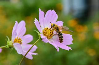 Biene auf lilafarbener Cosmea-Blüte